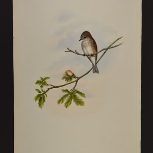 Original Lithograph John Gould "Birds of Great Britain" - Butalis Grisola