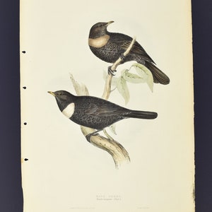 Original John Gould Birds of Europe Pl. 73 - Ring Ouzel