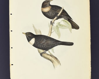 Originale John Gould Birds of Europe Pl. 73 - Anello Ouzel