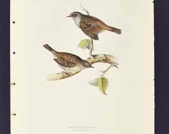Originale John Gould Birds of Europe Pl. 100 – Accento di siepe
