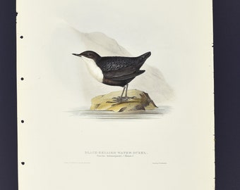 Originale John Gould Birds of Europe Pl. 84 - Merlo d'acqua dal ventre nero