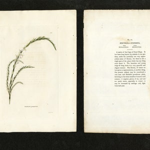 Antique Engraving - Botanical Cabinet C.1800 - Struthiola Juniperina Pl.75