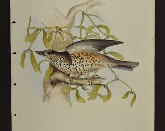 Originale John Gould Birds of Europe Pl. 77 - Tordo Missel