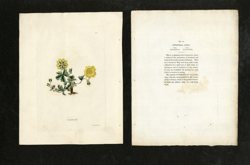 Antique Engraving Botanical Cabinet C.1800 Potentilla Aurea Pl.77 image 1