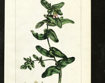 Original Phillip Miller Print - 1807 - Great Honeywort Pl. XCI