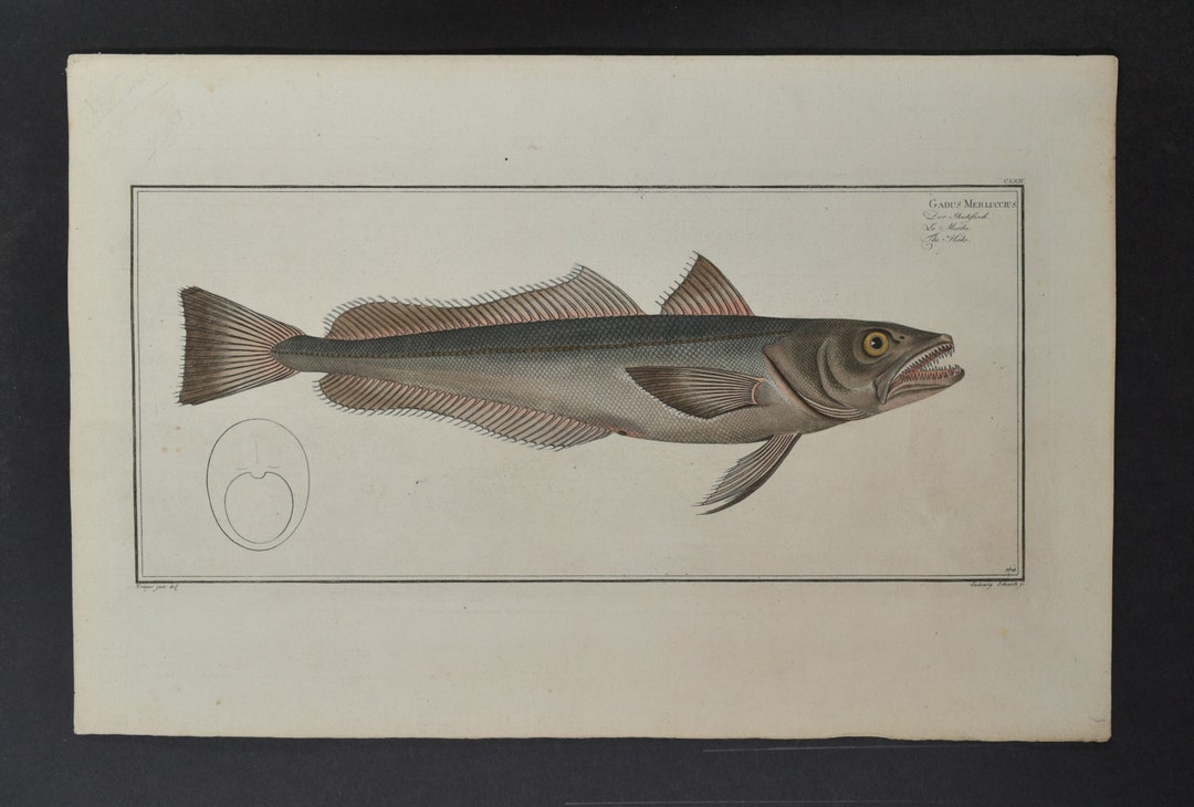 Original 18th Century Markus Elieser Bloch Fish Print - Plate 164 ...