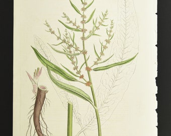 Original 1817 Curtis Botanical Engraving Flora Londinensis Yellow Marsh Dock