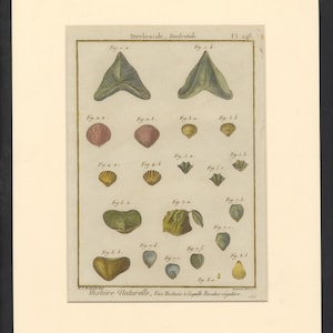 Histoire Naturelle - 18th Century Shell Print - Pl 246