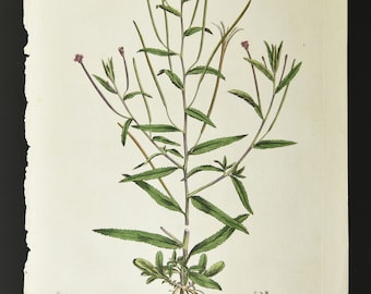Original 18th c. Curtis Botanical Engraving 1st ed.Flora Londinensis Willow-Herb