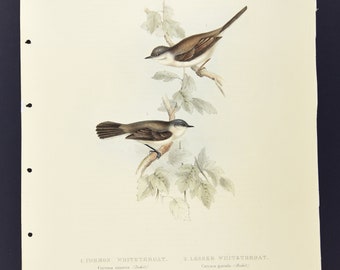 Originale John Gould Birds of Europe Pl. 125 - Golabianca