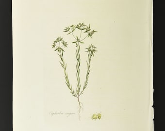 Original 1817 Curtis Botanical Engraving Flora Londinensis Small Spurge