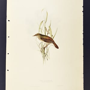 Original John Gould Birds of Europe Pl. 102 - Reed Locustelle