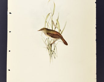 Originale John Gould Birds of Europe Pl. 102 - Locustella di canna