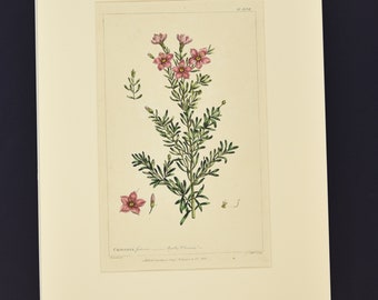Original Phillip Miller Print - c. 1807- Shrubby Chionia Pl. XCVII