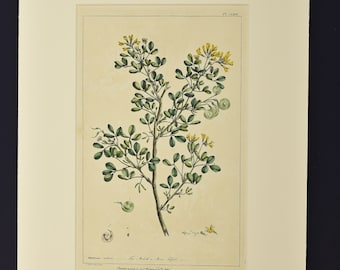 Original Phillip Miller Print - c. 1807- Moon Trefoil Pl. CLXXV