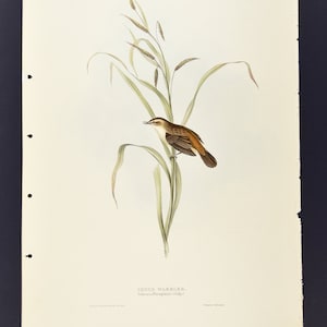 Original John Gould Aves da Europa Pl. 110 - Toutinegra de Sedge