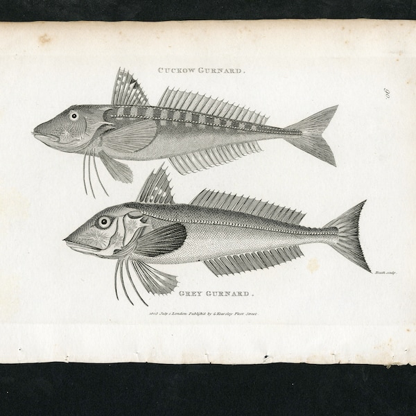 Shaw's General Zoology - Original 19th c. Engraving - Gurnard