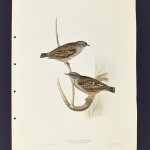 Original John Gould Birds of Europe Pl. 99 - Alpine Accentor