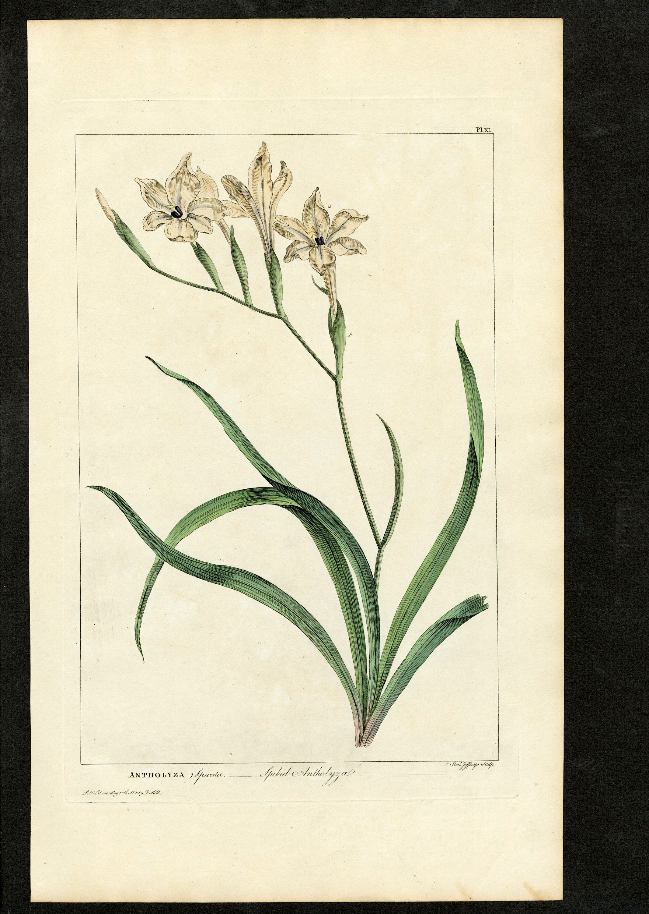 Original Phillip Miller Print - 1807 - Spiked Antholyza Pl. XL
