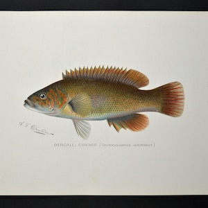 Original Denton Fish Print &#39;Blue Perch&quot;