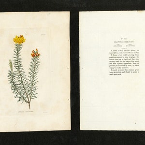 Antique Engraving - Botanical Cabinet C.1800 - Dillwynia Cinerascens Pl.527