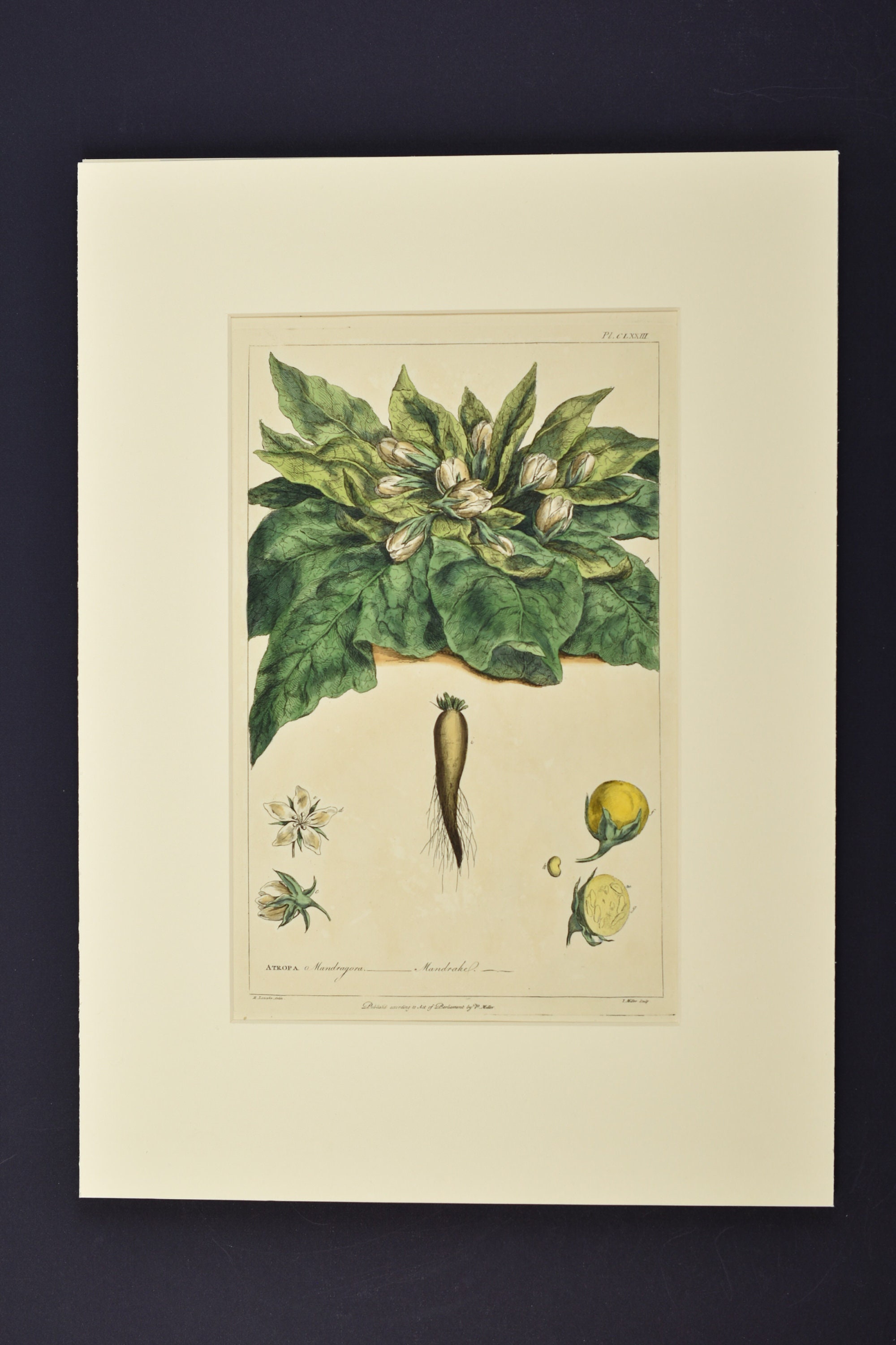 Original Phillip Miller Print - c. 1807- Mandrake Pl. CLXXIIIthumbnail