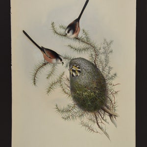 Original Lithograph John Gould &quot;Birds of Great Britain&quot; - Mecistura Caudata