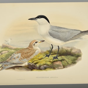 Original Lithograph John Gould &quot;Birds of Great Britain&quot; - Gelochelidon Anglica