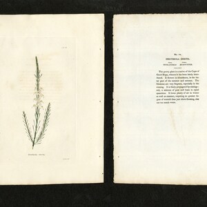 Antique Engraving - Botanical Cabinet C.1800 - Struthiola Erecta Pl.74
