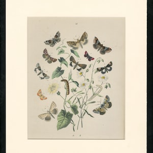 Humphreys British Butterflies and Moths 1841 Plate 57