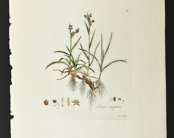 Original 18th c. Curtis Botanical Engraving 1st ed. Flora Londinensis Hairy Fiel