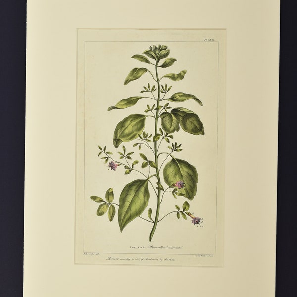 Original Phillip Miller Print - c. 1807- Browallia Alienata Pl. LXIX