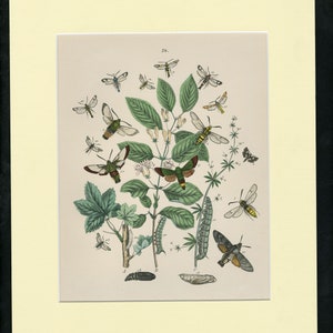 Humphreys British Butterflies and Moths 1841 Plate 20