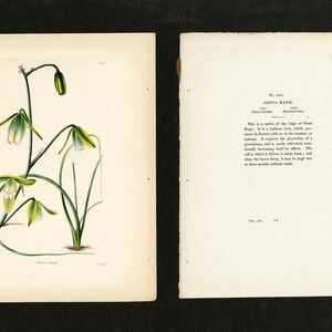 Antique Engraving - Botanical Cabinet C.1800 - Albuca Major Pl.1191