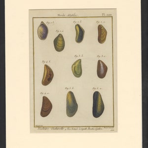 Histoire Naturelle - 18th Century Shell Print - Pl 220