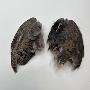 Dehydrated Pair of Quail Wings