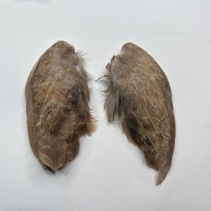 Dehydrated Pair of Quail Wings