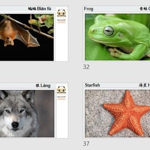 40 Learning Flashcard Mandarin-English-Animals