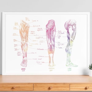 Watercolor Sketch Muscular System Poster - Human Anatomy Orthopedic Body System Print, Medical Clinic Wall Art, Medical Student Gift - V93