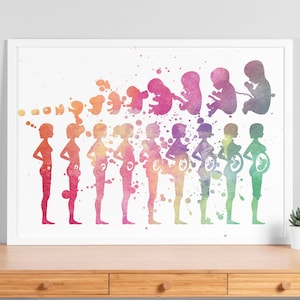 Aquarell Schwangerschaft Stadien Poster - Gynäkologie Geburtshilfe Kunst OBGYN, Entwicklung des Embryo, Pflege, Hebammen Geschenk, Fötus Medizinische Kunst - V76