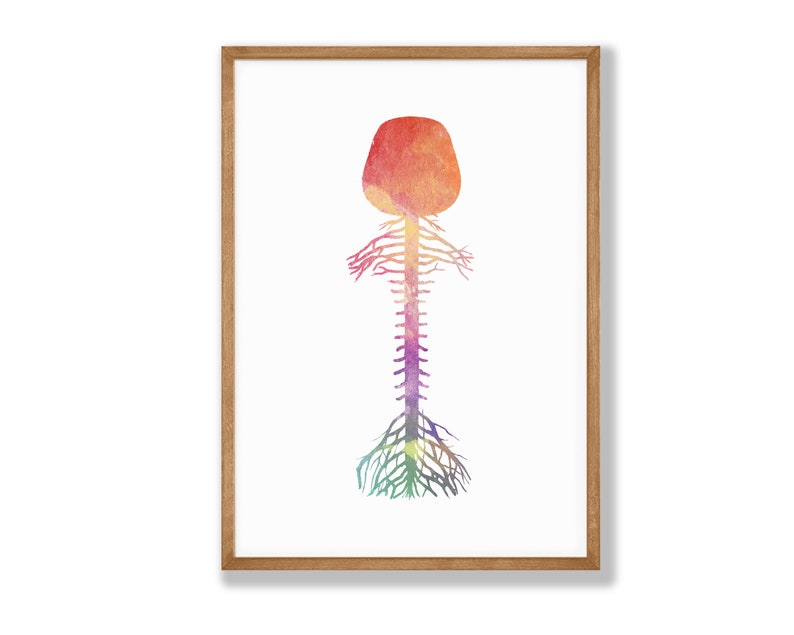 Watercolor Brain Spinal Cord Print Brain Wall Art Science - Etsy