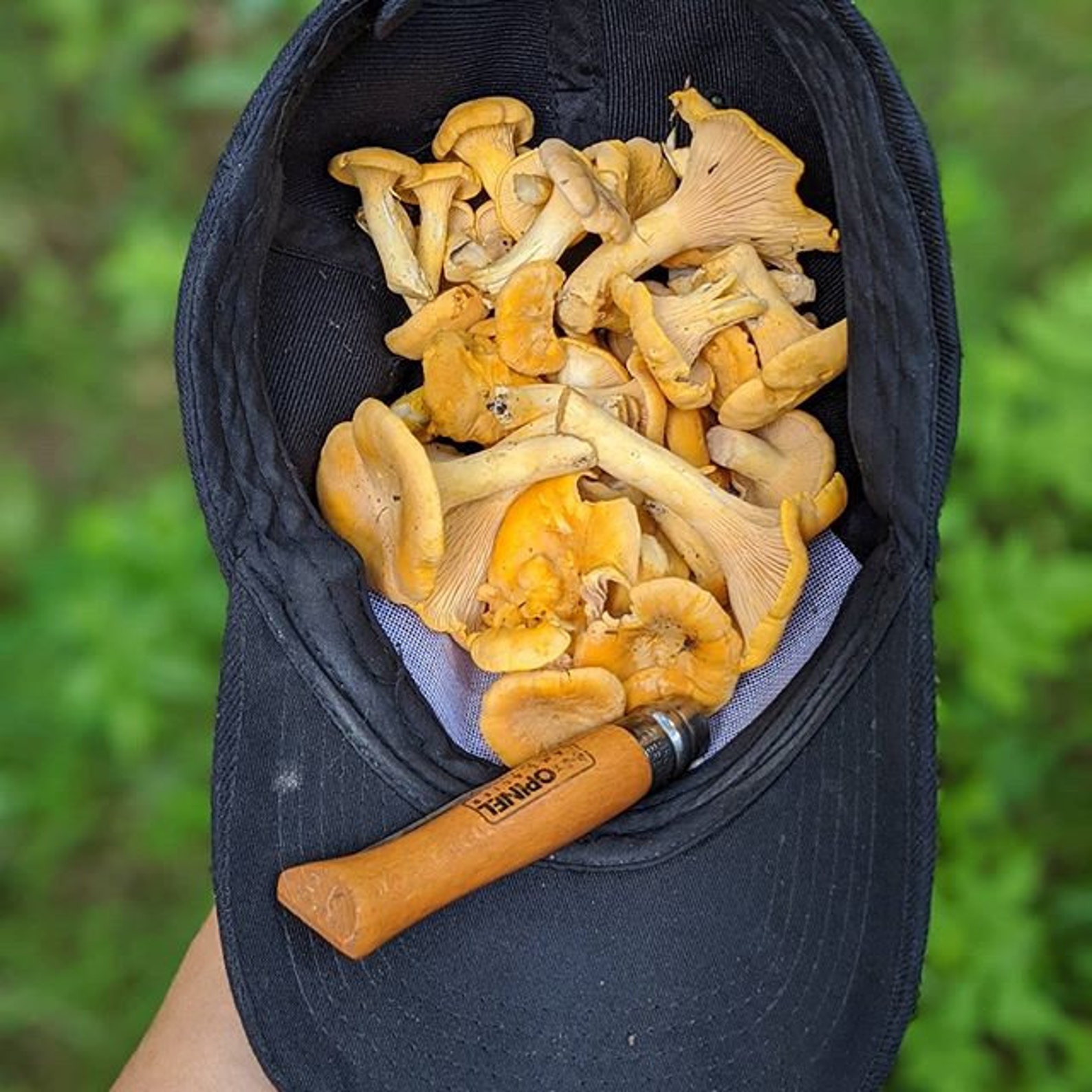 Saskatchewan Chanterelle Mushrooms Gift FRESH Etsy