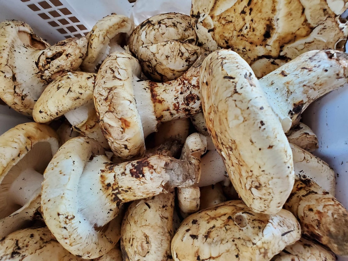 Matsutake Pilz Kiefer Ponderosa Premium dehydriert Geschenk Etsy