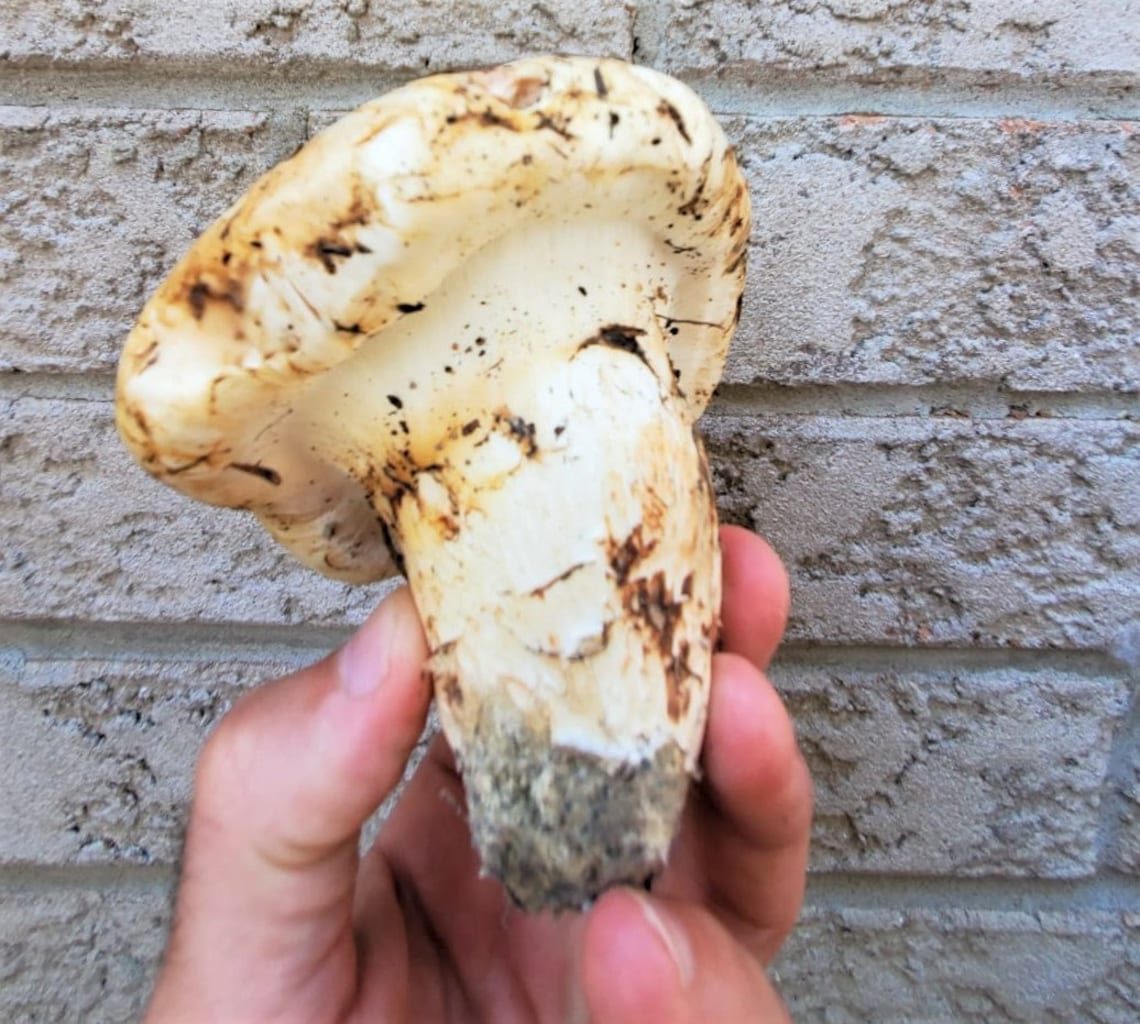 Matsutake mushroom Pine Ponderosa premium dehydrated gift Etsy