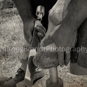 Horseshoe, farrier, horses