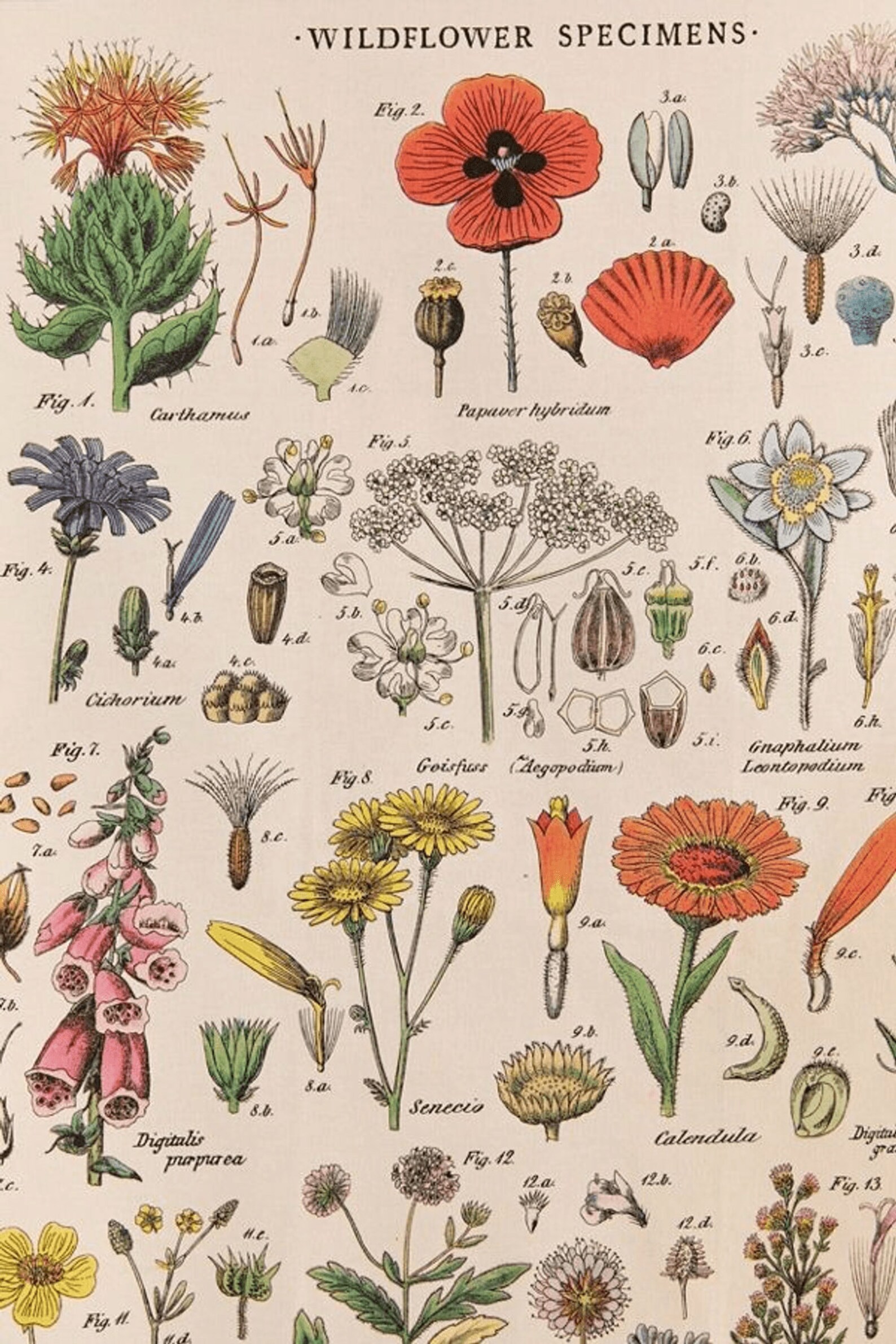 115 PCS botanische poster muur collage kit vintage poster Etsy