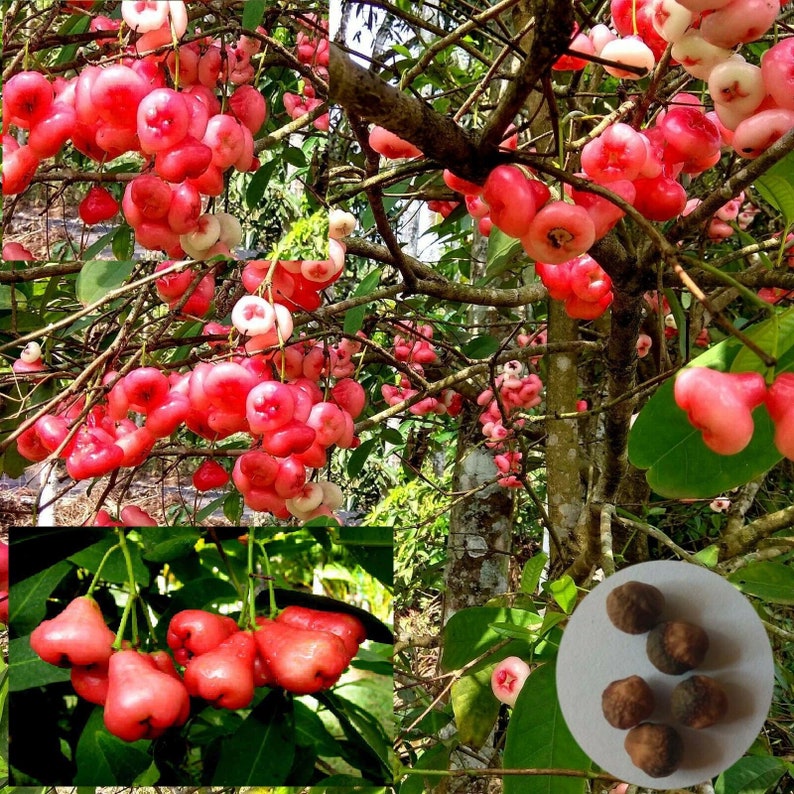 Rose Apple Syzygium samarangense Java Apple . Red Apple . Etsy