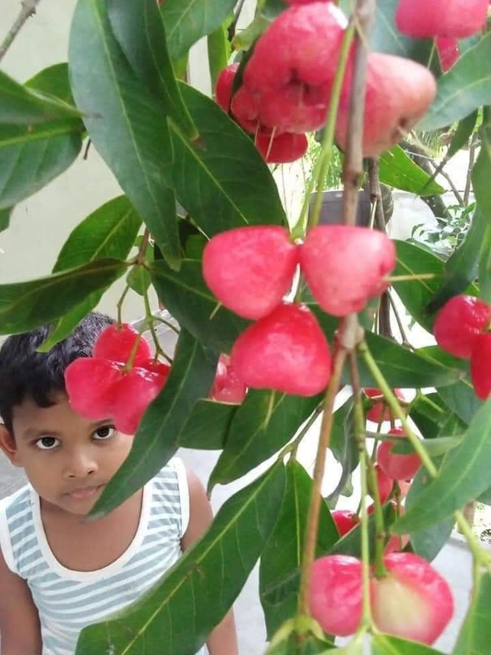 Rose Apple / Syzygium samarangense / Java Apple / Red Apple / Etsy