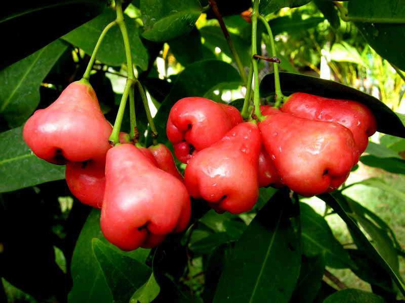Rose Apple Syzygium samarangense Java Apple . Red Apple . Etsy