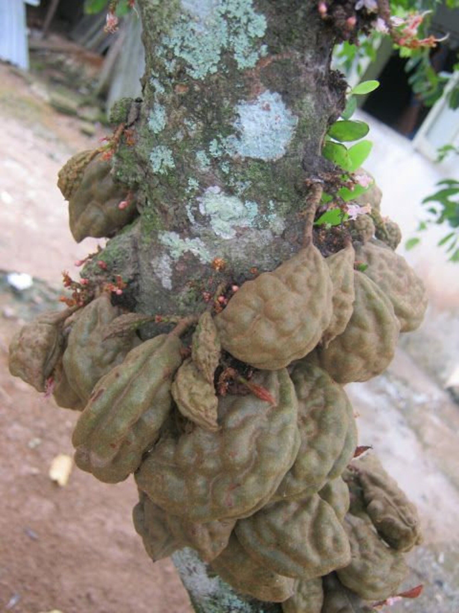 Gambar Bibit Pohon Namnam